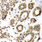 Ribosomal Protein L13 antibody, LS-C334904, Lifespan Biosciences, Immunohistochemistry frozen image 