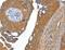 Acyl-CoA Thioesterase 11 antibody, LS-C404423, Lifespan Biosciences, Immunohistochemistry frozen image 