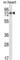 PARP2 antibody, abx026745, Abbexa, Western Blot image 