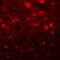 Transmembrane Protein 59 Like antibody, 6435, ProSci, Immunofluorescence image 