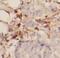 Interleukin 17 Receptor B antibody, FNab04230, FineTest, Immunohistochemistry frozen image 