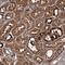 Coiled-Coil Domain Containing 81 antibody, HPA040745, Atlas Antibodies, Immunohistochemistry paraffin image 