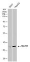 Atonal BHLH Transcription Factor 1 antibody, PA5-29392, Invitrogen Antibodies, Western Blot image 