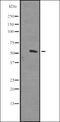 Kinesin-like protein KIF3A antibody, orb337146, Biorbyt, Western Blot image 