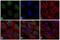 ATM Serine/Threonine Kinase antibody, MA1-2020, Invitrogen Antibodies, Immunofluorescence image 