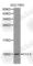 C-C Motif Chemokine Ligand 4 antibody, A1671, ABclonal Technology, Western Blot image 