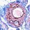 Fibroblast Growth Factor 9 antibody, PA5-47379, Invitrogen Antibodies, Immunohistochemistry frozen image 