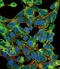 Proteasome Subunit Beta 1 antibody, LS-C162227, Lifespan Biosciences, Immunofluorescence image 