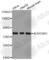 Aldehyde Dehydrogenase 18 Family Member A1 antibody, A5930, ABclonal Technology, Western Blot image 