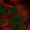 TELO2 Interacting Protein 1 antibody, PA5-66987, Invitrogen Antibodies, Immunofluorescence image 