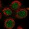 DEAD-Box Helicase 51 antibody, NBP1-85859, Novus Biologicals, Immunocytochemistry image 