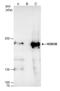 Lysine Demethylase 3B antibody, NBP2-17007, Novus Biologicals, Immunoprecipitation image 