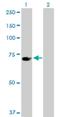 Upstream Binding Protein 1 antibody, H00007342-D01P, Novus Biologicals, Western Blot image 