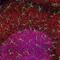 AIF1 antibody, M01394-3, Boster Biological Technology, Immunohistochemistry frozen image 