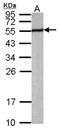 Poly(A) Binding Protein Nuclear 1 antibody, NBP1-31805, Novus Biologicals, Western Blot image 