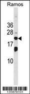 Interferon-stimulated gene 20 kDa protein antibody, 58-595, ProSci, Western Blot image 