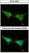 Proteasome 26S Subunit, ATPase 6 antibody, GTX114677, GeneTex, Immunofluorescence image 