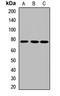 MIG-2 antibody, orb412816, Biorbyt, Western Blot image 