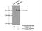 Dedicator Of Cytokinesis 10 antibody, 16834-1-AP, Proteintech Group, Immunoprecipitation image 