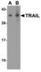 TNF Superfamily Member 10 antibody, 2430, QED Bioscience, Western Blot image 