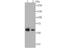 Glucose-6-Phosphate Isomerase antibody, NBP2-76840, Novus Biologicals, Western Blot image 