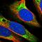 TNF Receptor Associated Factor 6 antibody, HPA019805, Atlas Antibodies, Immunofluorescence image 