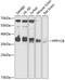 Serine/threonine-protein phosphatase PP1-beta catalytic subunit antibody, 15-046, ProSci, Western Blot image 