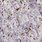 PROP-1 antibody, HPA049839, Atlas Antibodies, Immunohistochemistry frozen image 