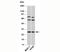 Syndecan 4 antibody, orb248107, Biorbyt, Western Blot image 