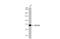 Tumor necrosis factor alpha-induced protein 2 antibody, GTX105256, GeneTex, Western Blot image 