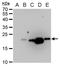 Dengue virus antibody, GTX128092, GeneTex, Western Blot image 