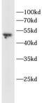 Transmembrane Protein 119 antibody, FNab10517, FineTest, Western Blot image 