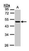 Neuronal Growth Regulator 1 antibody, NBP1-32529, Novus Biologicals, Western Blot image 