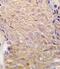 Aldehyde Dehydrogenase 6 Family Member A1 antibody, PA5-71906, Invitrogen Antibodies, Immunohistochemistry frozen image 