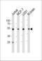 Enolase 1 antibody, 61-572, ProSci, Western Blot image 