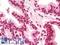 Autophagy Related 13 antibody, LS-B10936, Lifespan Biosciences, Immunohistochemistry frozen image 