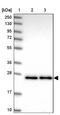 Growth Differentiation Factor 6 antibody, NBP1-91934, Novus Biologicals, Western Blot image 