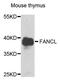 FA Complementation Group L antibody, A6812, ABclonal Technology, Western Blot image 