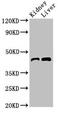 Basic Leucine Zipper Nuclear Factor 1 antibody, CSB-PA872478LA01HU, Cusabio, Western Blot image 