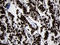 Homeobox C4 antibody, LS-C795083, Lifespan Biosciences, Immunohistochemistry paraffin image 