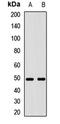 DL antibody, orb412284, Biorbyt, Western Blot image 