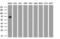 Aryl Hydrocarbon Receptor Nuclear Translocator Like antibody, GTX84853, GeneTex, Western Blot image 