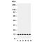 Glutaredoxin 2 antibody, R30985, NSJ Bioreagents, Western Blot image 