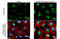 Calcium Binding And Coiled-Coil Domain 2 antibody, GTX115378, GeneTex, Immunofluorescence image 