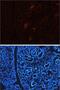 Delta Like Canonical Notch Ligand 1 antibody, AF5026, R&D Systems, Immunohistochemistry frozen image 