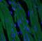 Troponin I3, Cardiac Type antibody, FNab09781, FineTest, Immunofluorescence image 