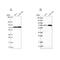 Pescadillo Ribosomal Biogenesis Factor 1 antibody, NBP2-34146, Novus Biologicals, Western Blot image 