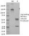 CD7 Molecule antibody, 33-485, ProSci, Western Blot image 