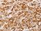 Adenylate Kinase 2 antibody, LS-C404650, Lifespan Biosciences, Immunohistochemistry frozen image 