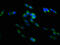 TNF Superfamily Member 9 antibody, LS-C211943, Lifespan Biosciences, Immunofluorescence image 